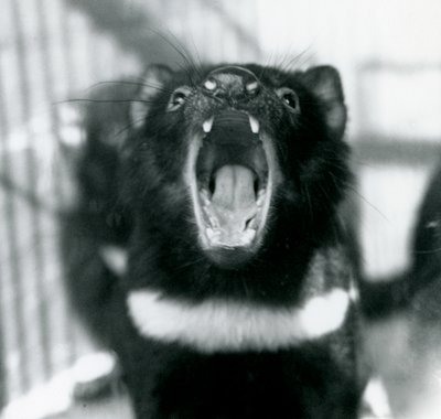 A Tasmanian Devil at London Zoo, September 1914 by Frederick William Bond